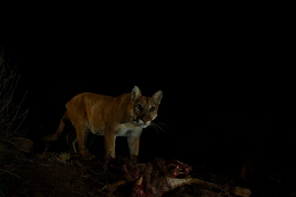 If you look closely, you can see the bottom of her collar. 
Taken March 2014 near Malibu Creek State Park.  

Courtesy of National Park Service