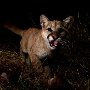 Our remote camera recently captured P-13 and her 10-month-old kittens, P-28 and P-30, on a kill in Malibu Creek State Park. The three of them spent two nights sharing their meal of mule deer. After in photo