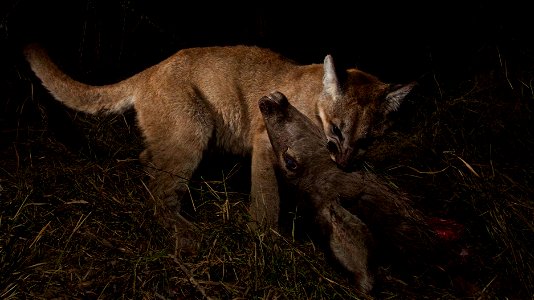 Our remote camera recently captured P-13 and her 10-month-old kittens, P-28 and P-30, on a kill in Malibu Creek State Park. The three of them spent two nights sharing their meal of mule deer. After in