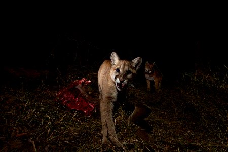 Our remote camera recently captured P-13 and her 10-month-old kittens, P-28 and P-30, on a kill in Malibu Creek State Park. The three of them spent two nights sharing their meal of mule deer. After in