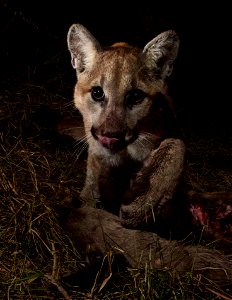Our remote camera recently captured P-13 and her 10-month-old kittens, P-28 and P-30, on a kill in Malibu Creek State Park. The three of them spent two nights sharing their meal of mule deer. After in