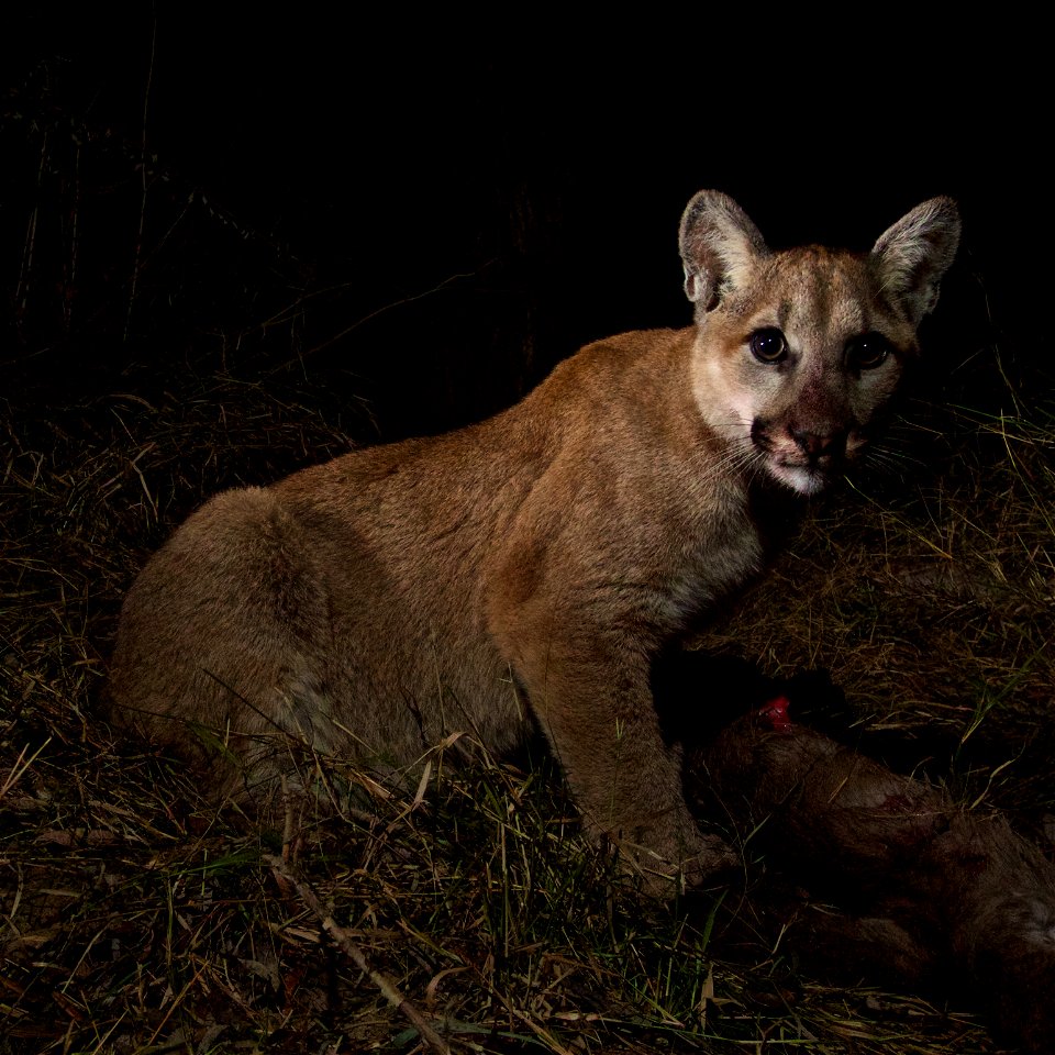 Our remote camera recently captured P-13 and her 10-month-old kittens, P-28 and P-30, on a kill in Malibu Creek State Park. The three of them spent two nights sharing their meal of mule deer. After in