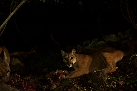 Can you spot all three mountain lions in this photo? In addition to the mom and brother in the foreground, you can make out P-33 lounging and digesting her meal in the background. Courtesy of Nationa photo