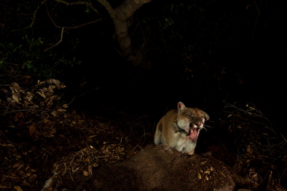 Taken on the evening of November 21, 2014, these images (taken with a remote camera) show that P-22 appears to have recovered from mange. He has been living in Griffith Park since at least February 20