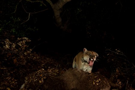 Taken on the evening of November 21, 2014, these images (taken with a remote camera) show that P-22 appears to have recovered from mange. He has been living in Griffith Park since at least February 20