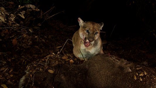 Taken on the evening of November 21, 2014, these images (taken with a remote camera) show that P-22 appears to have recovered from mange. He has been living in Griffith Park since at least February 20