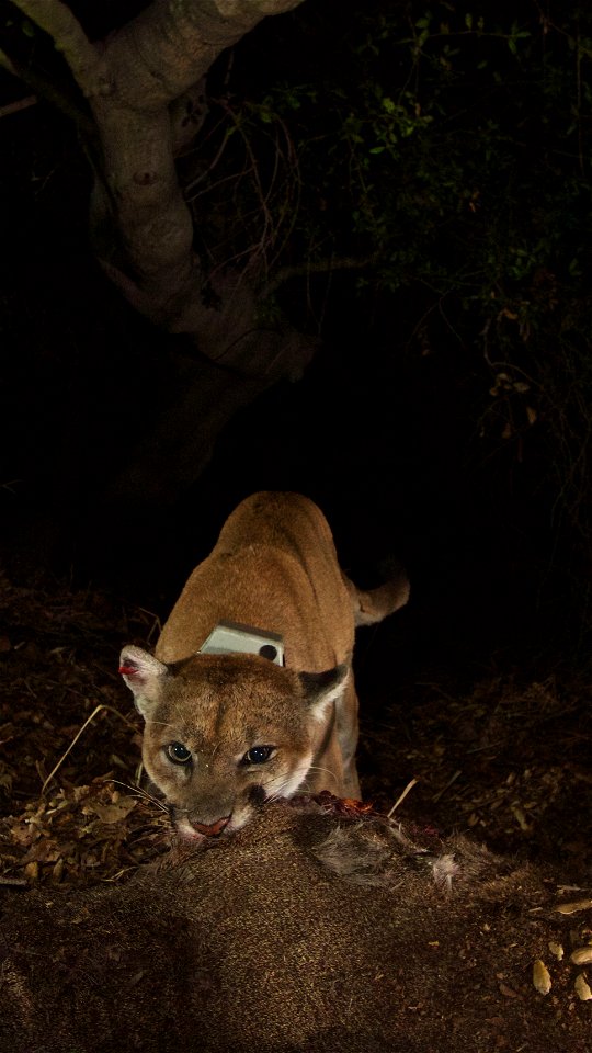 Taken on the evening of November 21, 2014, these images (taken with a remote camera) show that P-22 appears to have recovered from mange. He has been living in Griffith Park since at least February 20
