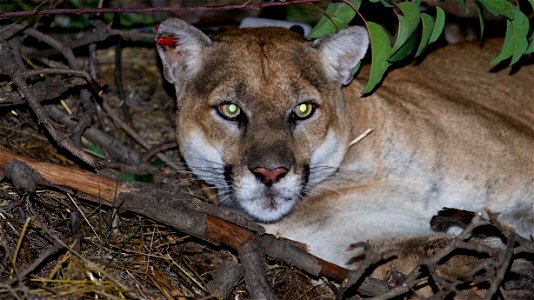 When recaptured in mid-December 2015, P-22 appeared to be healthy and had recovered from a serious bout with mange. This image was taken before he was sedated.