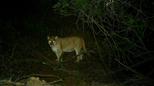 P-22 seen on a trail camera around a week before he was recaptured by biologists in mid-December. photo