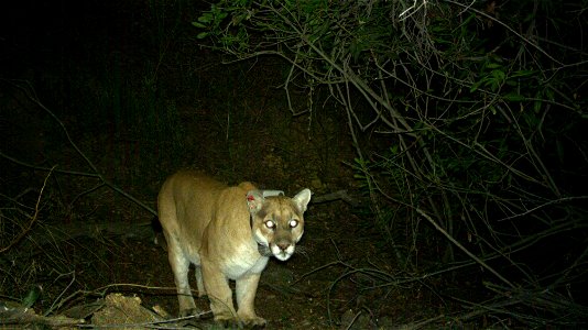 P-22 seen on a trail camera around a week before he was recaptured by biologists in mid-December. photo