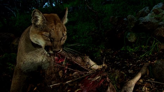 P-33 (female) ripping at the skin to get to the meat. Mountain lions feed on deer by entering the abdominal cavity first and eating the insides, such as the liver and the heart. Courtesy of National photo