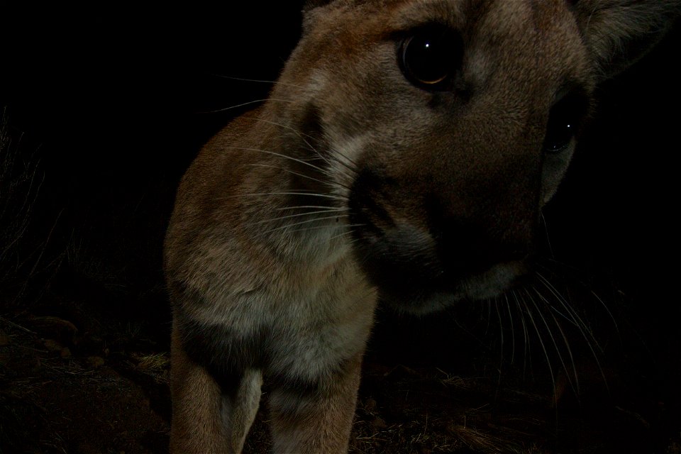 Courtesy of National Park Service photo