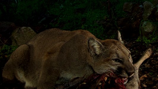 Notice how P-33 turns her head to the side while she bites through the deer hide? She is using her carnassial teeth, which are modified molars and premolars that act as shears to cut through the tough