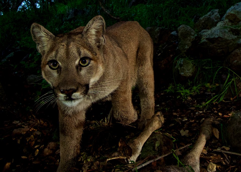 P-33 (female). Interestingly, P-33 came to the kill site first, alone. She fed by herself for about an hour before her mom and brother showed up.

Courtesy of National Park Service