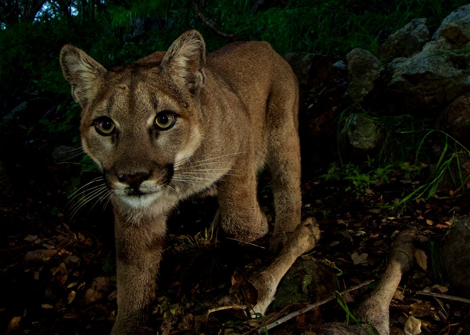 P-33 (female). Interestingly, P-33 came to the kill site first, alone. She fed by herself for about an hour before her mom and brother showed up. Courtesy of National Park Service photo