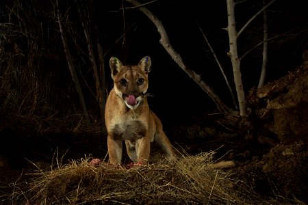 You never know what our camera traps are going to capture. In early December 2015, we first see P-35 at one of her deer kill cache sites in the Santa Susana Mountains northwest of Los Angeles (Note: n photo