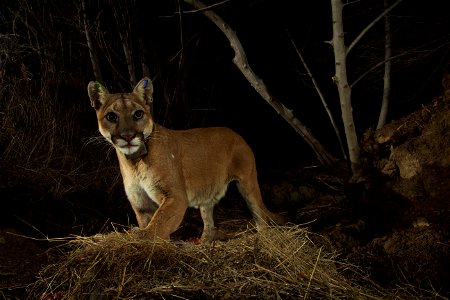 You never know what our camera traps are going to capture. In early December 2015, we first see P-35 at one of her deer kill cache sites in the Santa Susana Mountains northwest of Los Angeles (Note: n photo