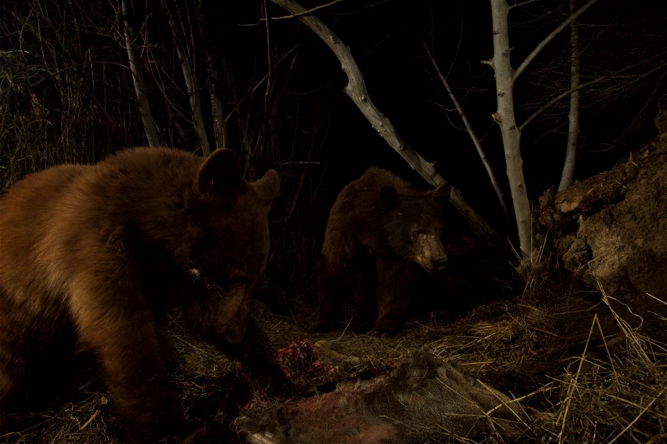 You never know what our camera traps are going to capture. In early December 2015, we first see P-35 at one of her deer kill cache sites in the Santa Susana Mountains northwest of Los Angeles (Note: n