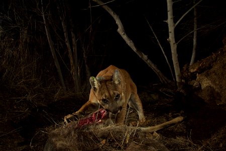 You never know what our camera traps are going to capture. In early December 2015, we first see P-35 at one of her deer kill cache sites in the Santa Susana Mountains northwest of Los Angeles (Note: n photo