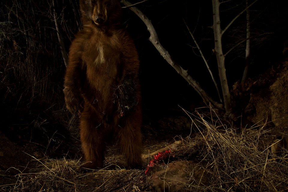 You never know what our camera traps are going to capture. In early December 2015, we first see P-35 at one of her deer kill cache sites in the Santa Susana Mountains northwest of Los Angeles (Note: n