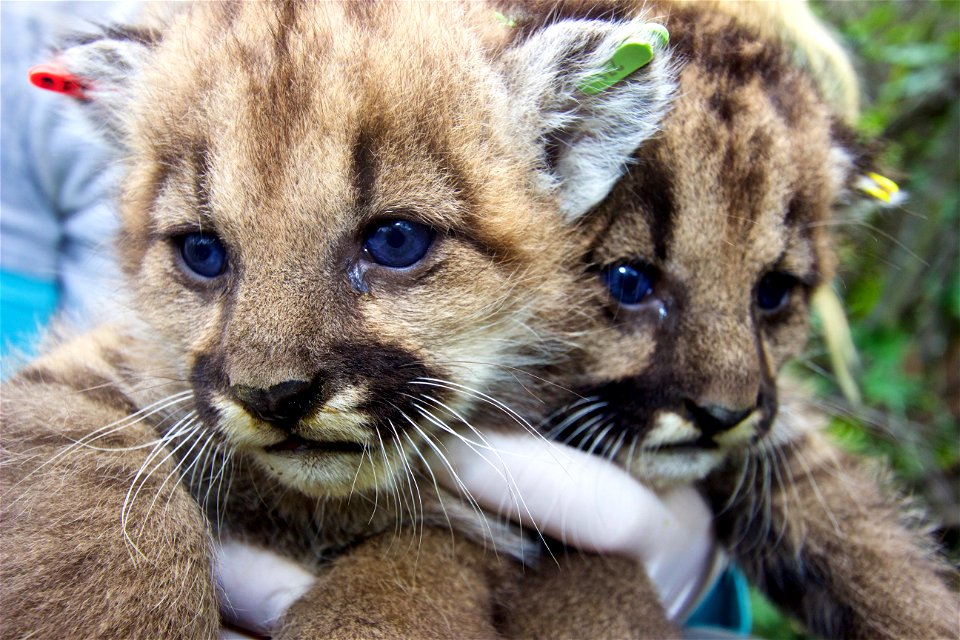 P-36 and P-37 were ear-tagged by National Park Service biologists in February of 2015. They were later eaten by P-27. P-12, the other dominant male in the Santa Monica Mountains, was their father.