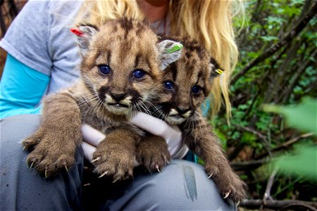 P-36 and P-37 were ear-tagged by National Park Service biologists in February of 2015. They were later eaten by P-27. P-12, the other dominant male in the Santa Monica Mountains, was their father. photo