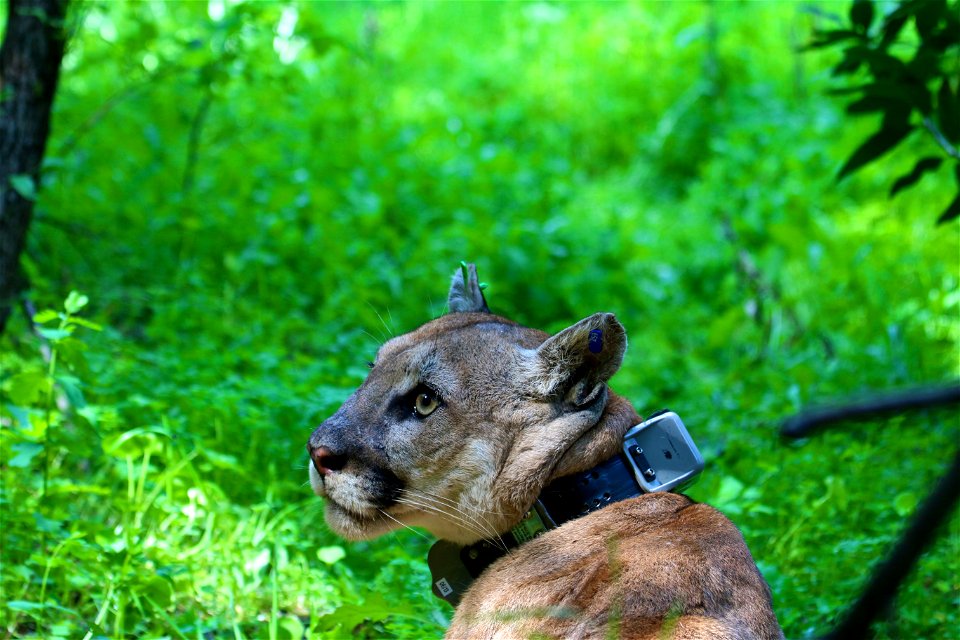 P-38 is a large male (130 lbs, 3-4 years old) that was captured March of 2015 on the eastern end of the Santa Susana Mountains. We are working with Caltrans to study the impact of Highway 126 on carni