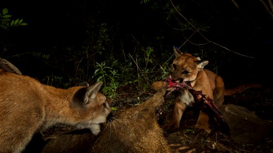 Our remotely triggered camera captures more than 1,000 photos at this location in the Santa Susana Mountains in the spring of 2015, and this is one of the rare photos with two of the mountain lions ac photo