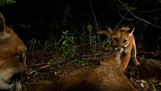 P-39 digs in while one of her kittens looks on. Because biologists estimate her age at only three to four years old in this photo (taken in spring 2015), it's possible this is P-39's first litter of k