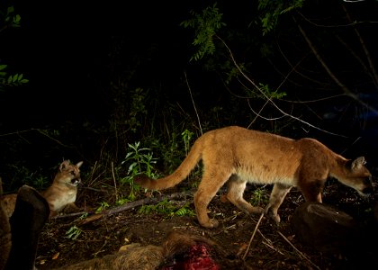 P-40 (right) and an unmarked kitten (left) at a site where a body of a deer has been cached by their mother, P-39, to feed on. This camera trap photo was taken in the spring of 2015. photo