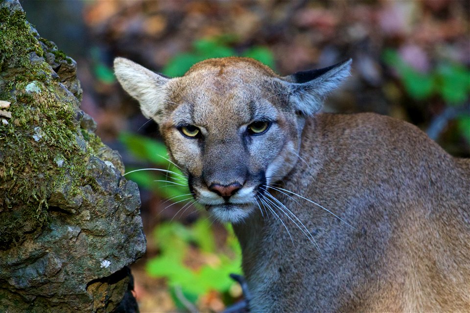 P-42 is a young female captured near Malibu Creek State Park in July of 2015. She is a previously unknown mountain lion who biologists believe had only recently dispersed from her mother.

Credit: Nat