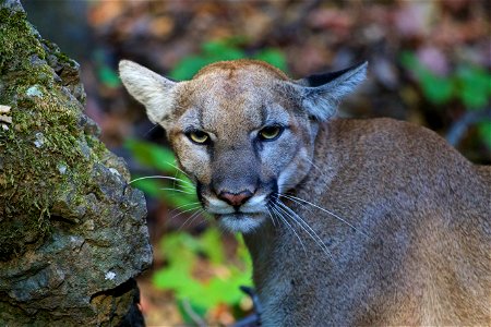 P-42 is a young female captured near Malibu Creek State Park in July of 2015. She is a previously unknown mountain lion who biologists believe had only recently dispersed from her mother. Credit: Nat photo