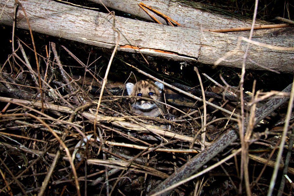 Meet P-43 and P-44, the two newest members of our mountain lion study! These 3-4 week-old females are from two separate litters on opposite ends of our study area, one in the Santa Monica Mountains an