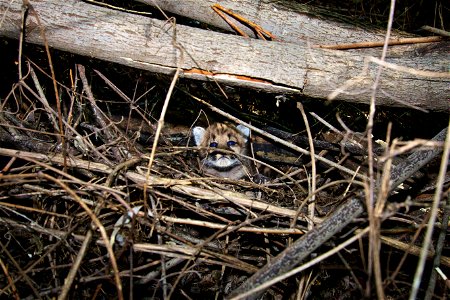 Meet P-43 and P-44, the two newest members of our mountain lion study! These 3-4 week-old females are from two separate litters on opposite ends of our study area, one in the Santa Monica Mountains an