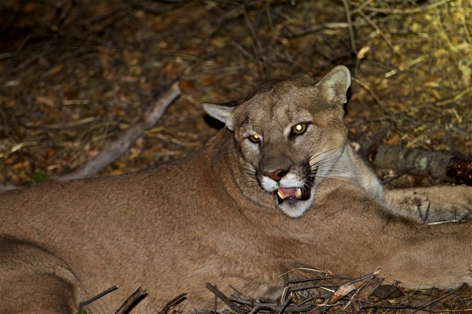 This large adult male mountain lion was captured on November 21, 2015 in the Santa Monica Mountains. He was estimated to be three to four years old at the time.