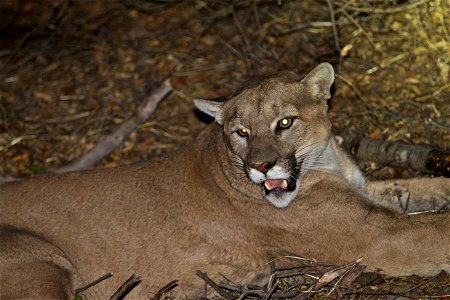 This large adult male mountain lion was captured on November 21, 2015 in the Santa Monica Mountains. He was estimated to be three to four years old at the time. photo