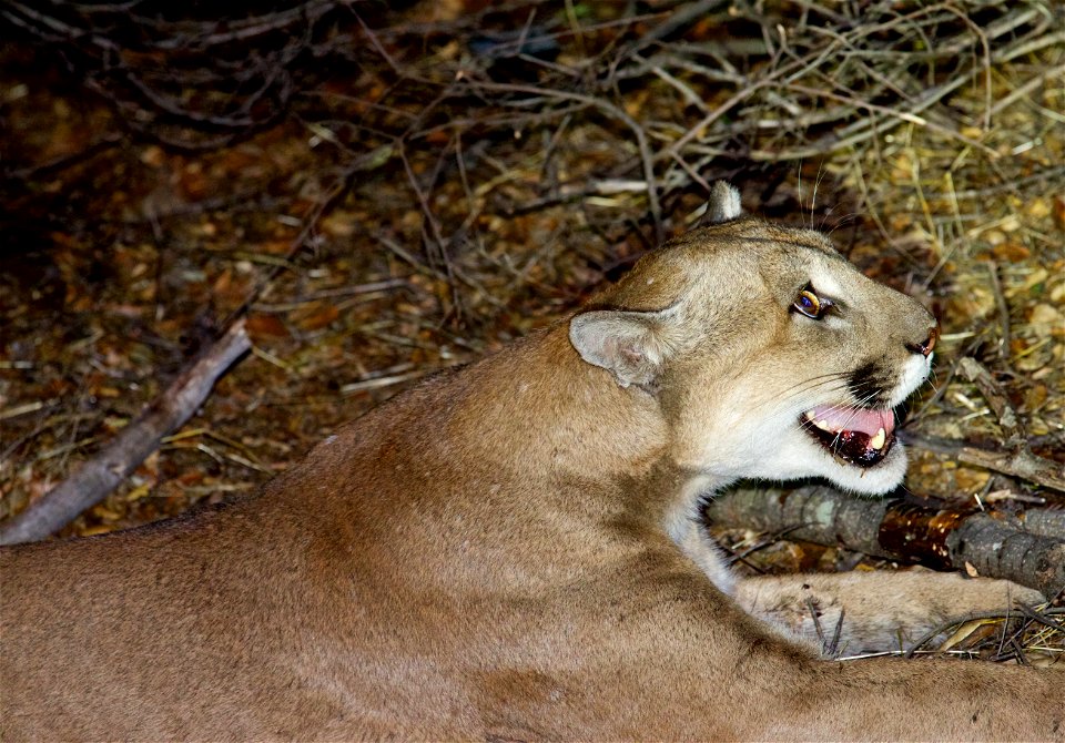 This large adult male mountain lion was captured on November 21, 2015 in the Santa Monica Mountains. He was estimated to be three to four years old at the time.