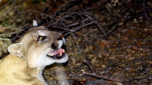 This large adult male mountain lion was captured on November 21, 2015 in the Santa Monica Mountains. He was estimated to be three to four years old at the time. photo