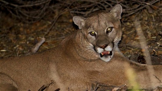 This large adult male mountain lion was captured on November 21, 2015 in the Santa Monica Mountains. He was estimated to be three to four years old at the time.