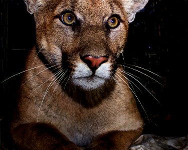 Mountain lion P-61 was captured in October of 2017 in the eastern end of the Santa Monica Mountains. He was less than two years old at the time of capture and weighed 97 pounds, so he is still a subad photo