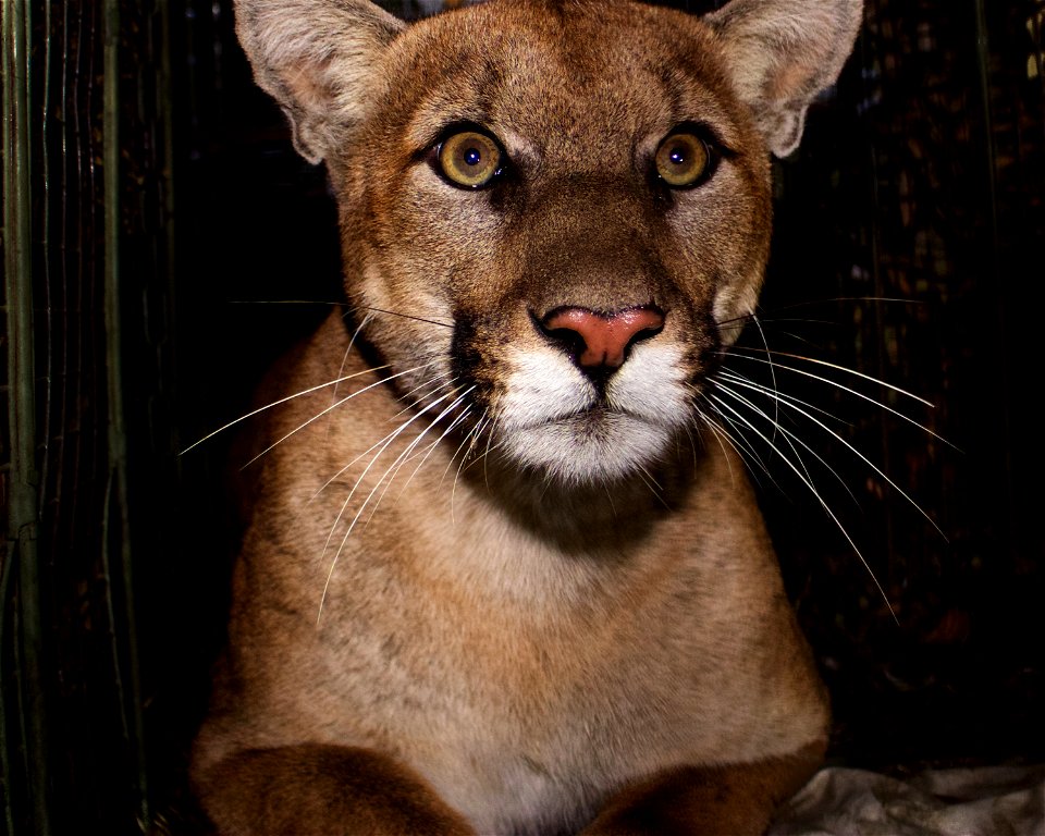 Mountain lion P-61 was captured in October of 2017 in the eastern end of the Santa Monica Mountains. He was less than two years old at the time of capture and weighed 97 pounds, so he is still a subad