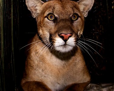 Mountain lion P-61 was captured in October of 2017 in the eastern end of the Santa Monica Mountains. He was less than two years old at the time of capture and weighed 97 pounds, so he is still a subad photo