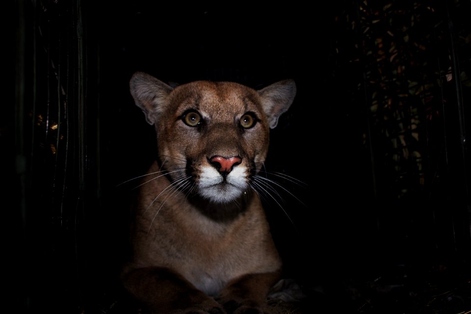 Mountain lion P-61 was captured in October of 2017 in the eastern end of the Santa Monica Mountains. He was less than two years old at the time of capture and weighed 97 pounds, so he is still a subad