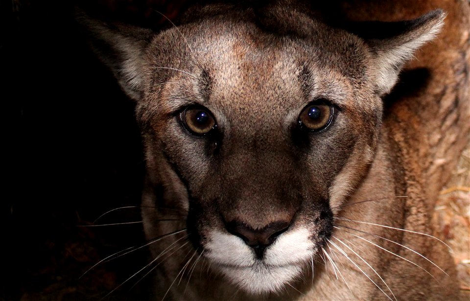 P-63 was captured in the Santa Susana Mountains in January 2018. He is a juvenile male mountain lion. Credit: National Park Service
