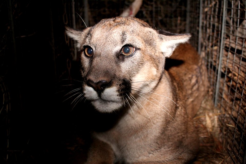 P-63 was captured in the Santa Susana Mountains in January 2018. He is a juvenile male mountain lion. Credit: National Park Service photo