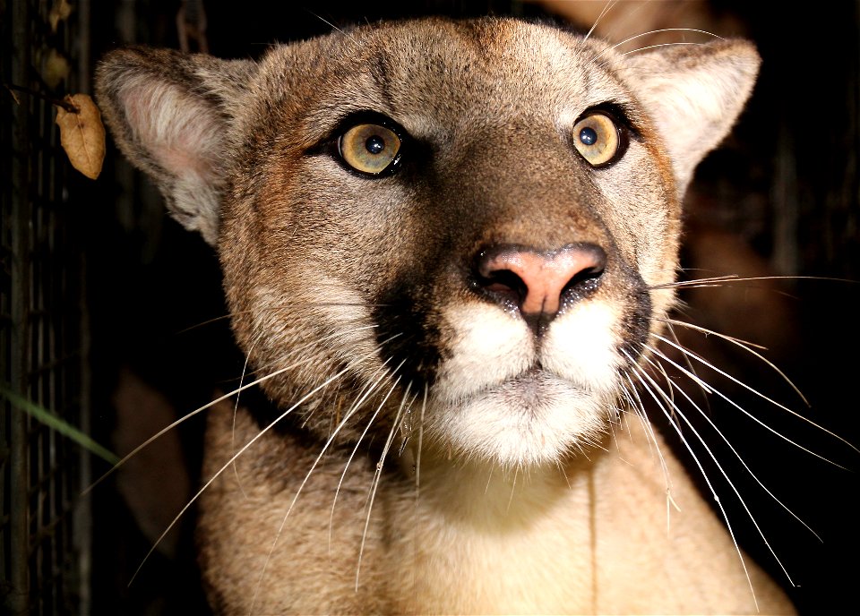 P-81, a Subadult Male, Has Reproductive and Tail Defects