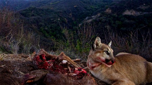 Taken in March near Malibu Creek State Park, when the kittens were 11 months old. Our biologist set up his remote camera during the day and then the family came back to the kill site an hour before su