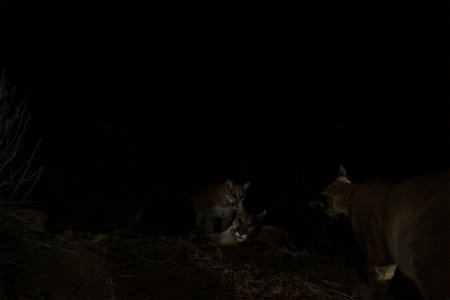 The flash didn't work correctly on this one, but it's the only one of the set with all three lions! Taken March 2014 near Malibu Creek State Park. Courtesy of National Park Service photo
