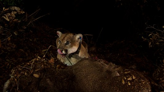 Taken on the evening of November 21, 2014, these images (taken with a remote camera) show that P-22 appears to have recovered from mange. He has been living in Griffith Park since at least February 20 photo