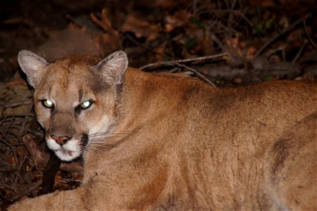 Shortly before P-22 was sedated during his first capture in March of 2012. photo